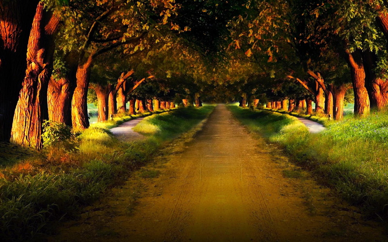 road, sand, walk, evening, path, tyre print, sunlight, anyone, 3d and abstract, trees, forest, 1080P