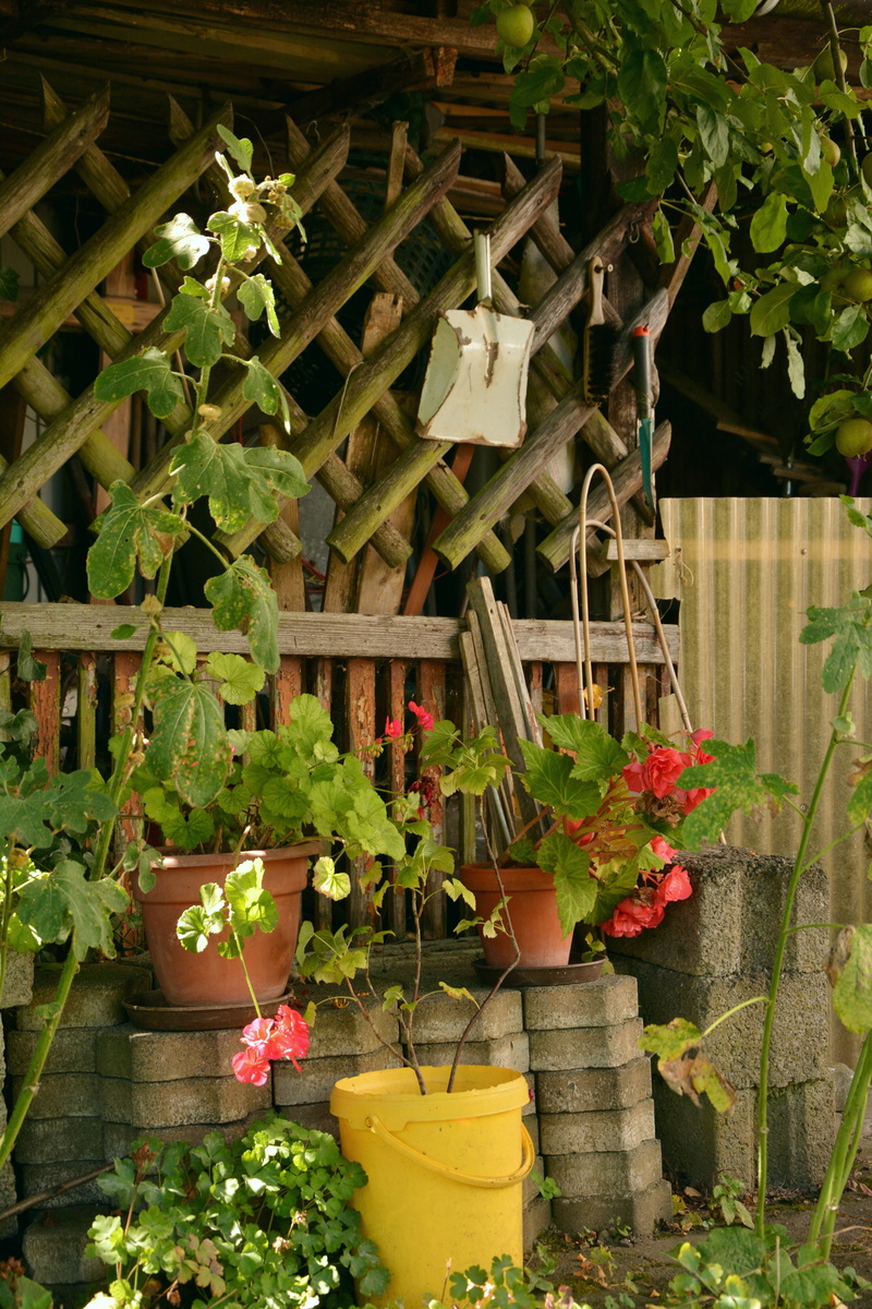 front or back yard, assorted, flower, flowering plant, clay, potted plant, garden, allotment, wood - Material, green color, beauty in nature, after work