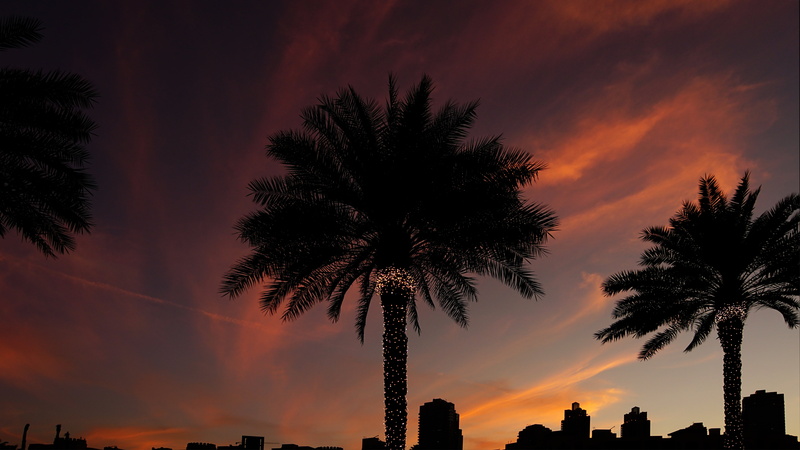 5K, dubai, tropical climate, plant, outdoors, fairy tales, tranquil scene, scenics - nature, farbenspiel, tropical tree, clouds, dramatic sky, orange color