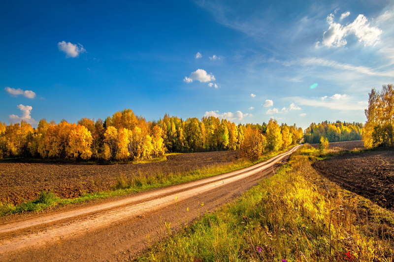 roads, Autumn, fields, 2K, roadway, trees, field, yellow, amazing, forest