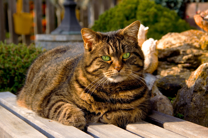 kitten, outdoors, sitting, domestic, looking at camera, fur, cat, animal, domestic Cat, cute, feline, vertebrate, striped, street, wood - material, whisker