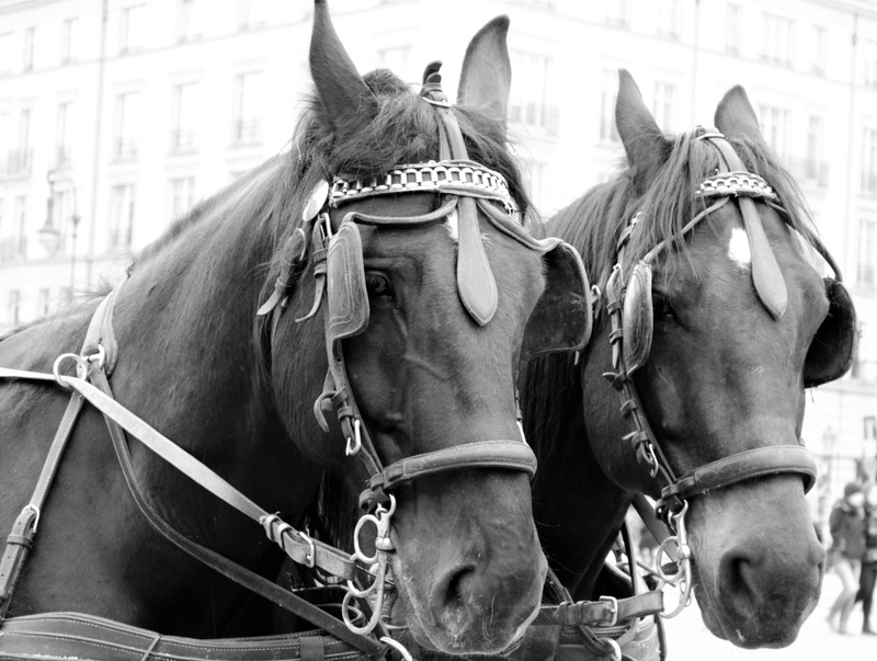 working animal, black and white, two animals, tableware, group of animals, 1080P, horse cart, close-up, tourism, animal themes, horse, domestic, blinkers