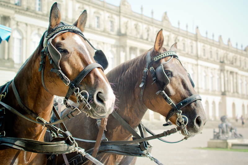horses, focus on foreground, nature, city, horse heads, 1080P, architecture, schloß herrenchiemsee, animal head, horse, domestic, animal themes, herbivorous