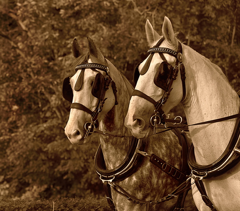 working animal, harnessed, animal themes, cart horse, land, rein, blinkers, domestic, animal head, vertebrate, coach, close-up, 2K, livestock, one animal