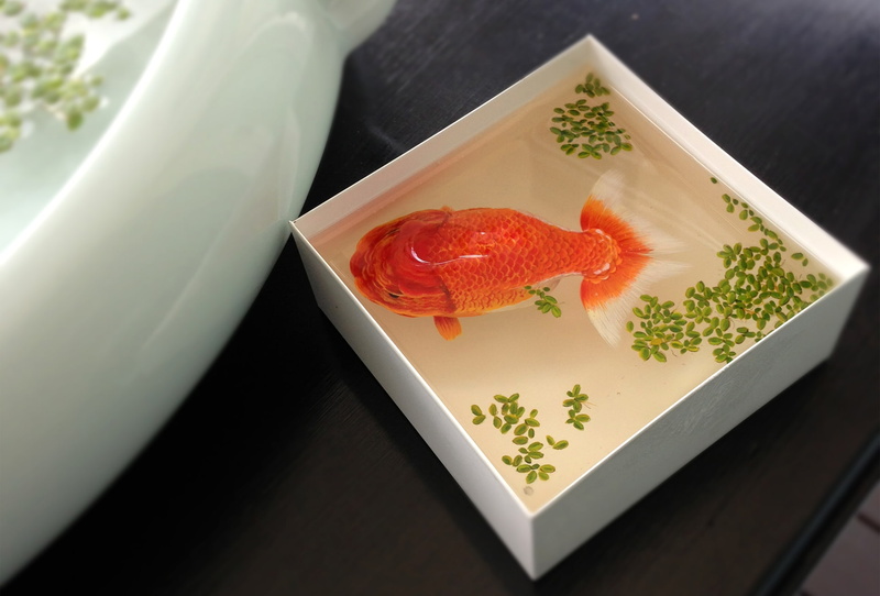 duckweed, box, fish, water, gold, the view from the top, capacity, 1080P