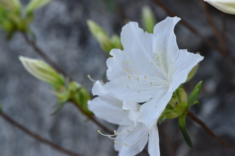 azaleas flower, day, all our, 5K, close-up, inflorescence, fragility, capacity, plant part, freshness, no people, white azaleas, white color, focus on foreground