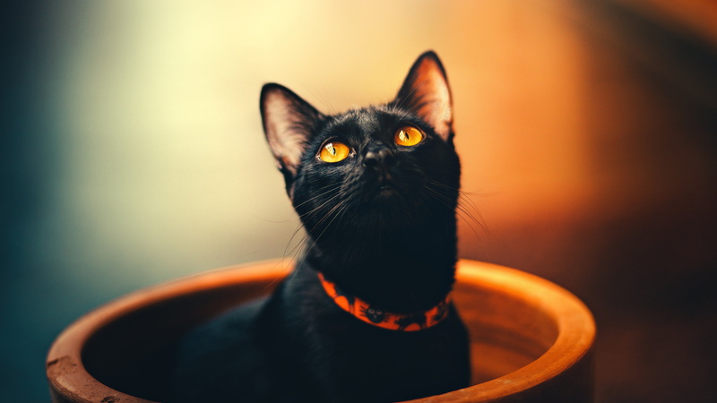 collar, eyes, pose, pot, portrait, bokeh, in a pot, handsome, cat, face, background, look, capacity, yellow, yellow eyes, blurred, beauty, black, orange