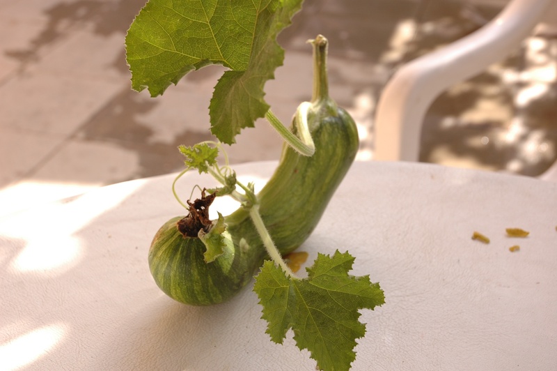 nicosia, nature, no people, food and drink, plant, growth, wellbeing, rare, food, day, table, leaves, healthy eating, vegetables, cyprus, fruit, shadow