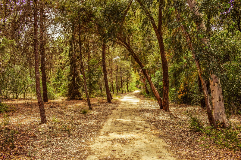 wood, growth, the way forward, treelined, tree trunk, path, scenics - nature, forest, tree, land, trees, trunk, footpath, direction, scenery, nature, diminishing perspective