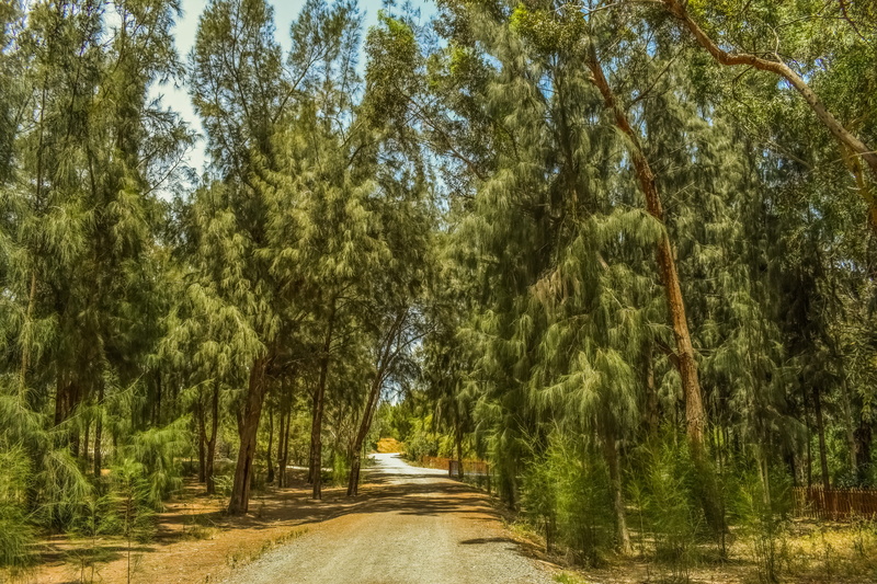 park - Man Made Space, scenics - nature, day, scenery, treelined, Landscape, land, tree canopy, Trees, diminishing perspective, growth, tree, footpath