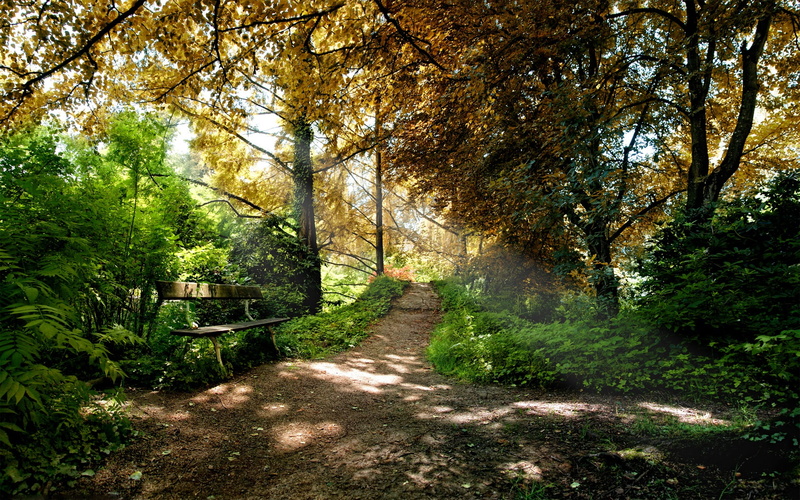 1080P, Air, Tree, Park, Fresh, Path, lined