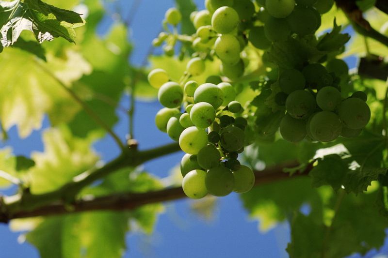 viticulture, growth, fruits, agriculture, bunch, vineyard, ripe, food, tros, 2K, grape, winemaking, plant, leaves, nature, sheet, grapevine, leaf, tree