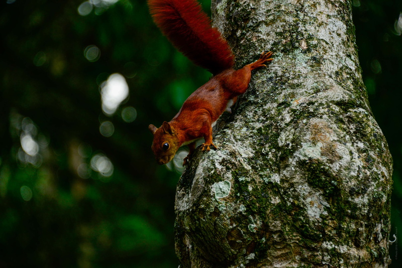 animals, nature, tree trunk, trunk, nature photography, plant, day, desktop, animal, tropical, mothernature, one animal, vertebrate, forest, branch, 4K