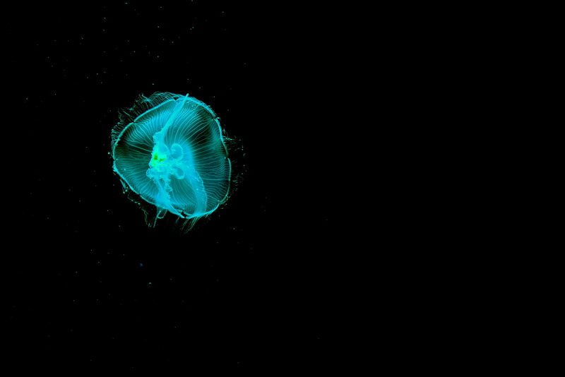 animal wildlife, sea life, 2K, one animal, close-up, nature, water, jelly fish, jellyfish, fish, animal themes, animals in the wild, flourescent, copy space