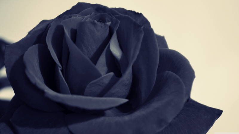 blue, security, hood, close-up, lifestyles, clothing, unrecognizable person, rose, covering, indoors, black color, obscured face, hooded shirt, material
