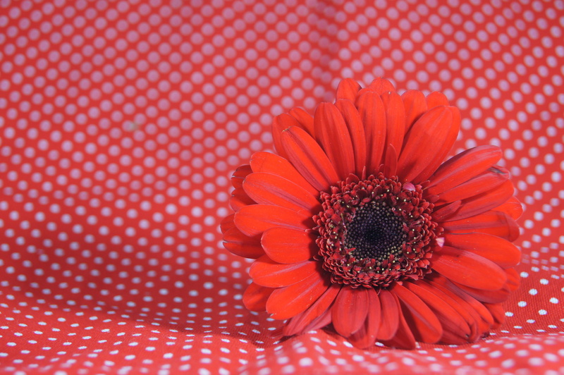 petal, freshness, nature, map, growth, beauty in nature, pattern, daisy, flowering plant, flower, close-up, fragility, vulnerability, greeting, pollen