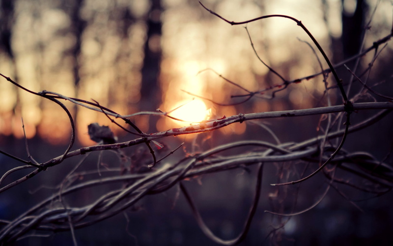 2K, thick, sticks, branches, light