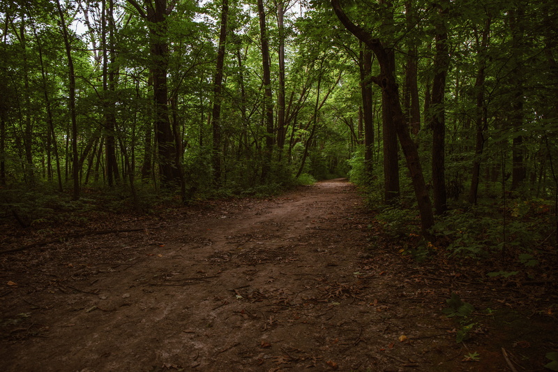 shine, tree trunk, diminishing perspective, green, no people, woodland, non-urban scene, direction, dirt, leafe, forest, tree, branch, mud, dim, outdoors