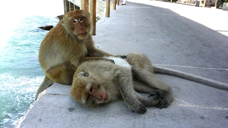 sitting, monkies, nature, animal family, day, young animal, outdoors, animal themes, animals in the wild, monkey, relaxation, togetherness, primate, koh larn
