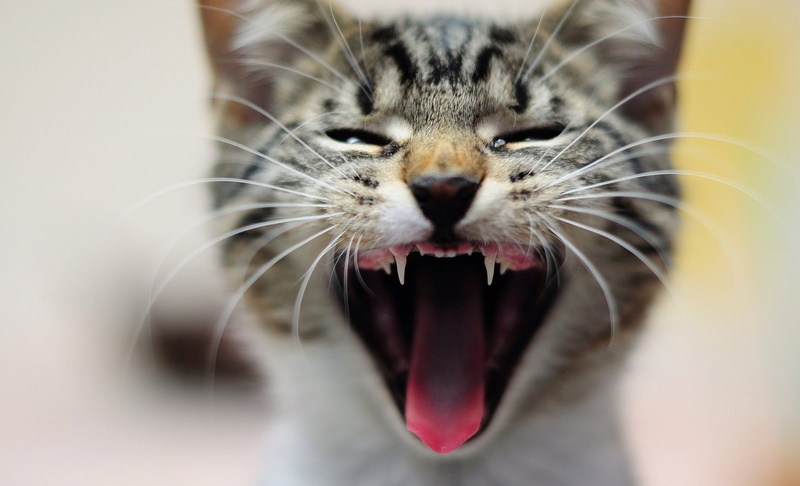undomesticated Cat, animal themes, mouth, fur, color Image, cute, feline, gray, animals And Pets, yawning, whiskers, domestic, nature, domestic Cat, white