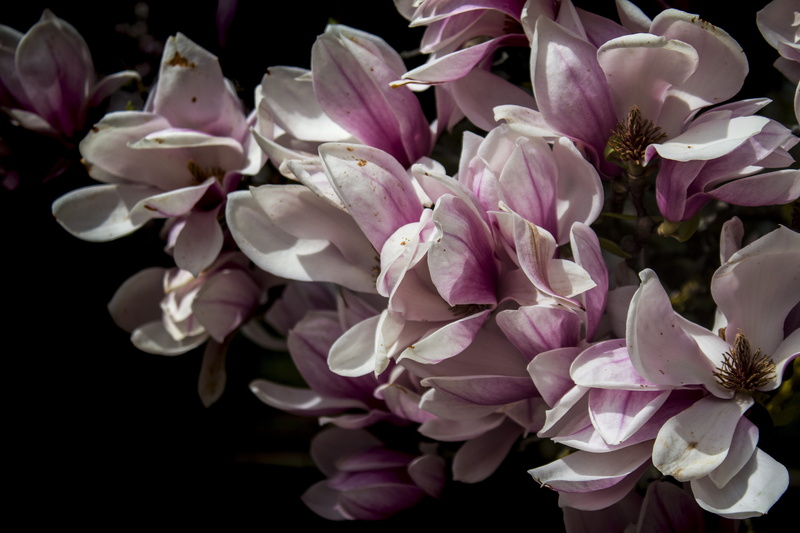 flower, 5K, sunny, vulnerability, outdoors, purple, flower arrangement, lilac, close-up, fragility, growth, black background, summer, bright, flowers