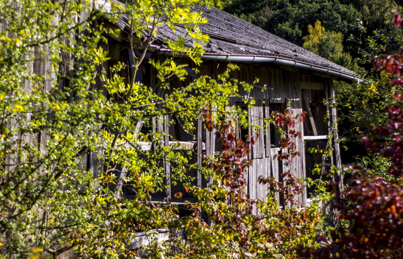 ailing, green color, nature, woods, main-image, wood, leaf, ruin, beauty in nature, old house, invaded, abandoned places, brittle, architecture, growth