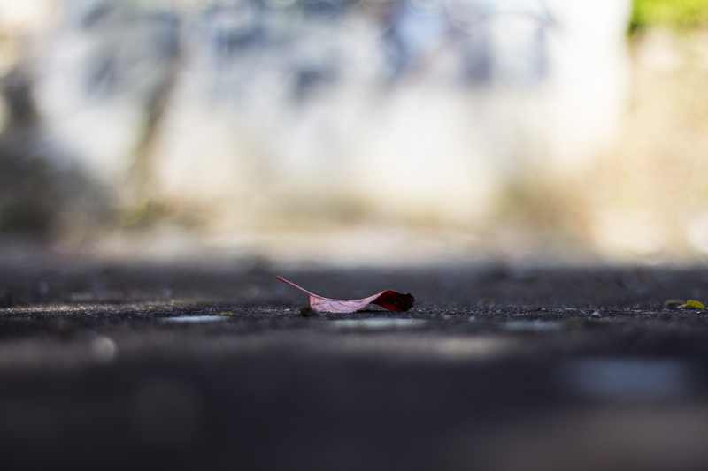 selective focus, silhouette, road, animal, kahl, 5K, waters, concrete, focus, leaf, surface level, close up, outdoors, autumn, one animal, city, tranquility