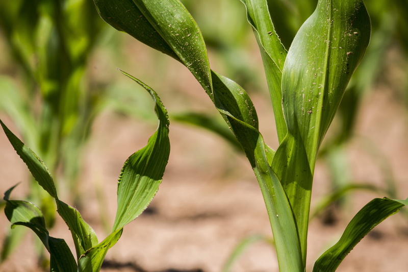 5K, eat, beginnings, corn, tranquility, beauty in nature, harvest, no people, decoration, sun, freshness, cereals, vegetables, selective focus, crop, plant part