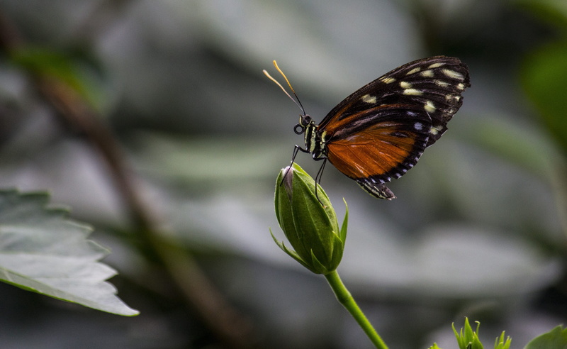 flight insect, animal themes, tender, one animal, close-up, compound eyes, brown, outdoors, animal wildlife, animals in the wild, blossom, main-image, no people