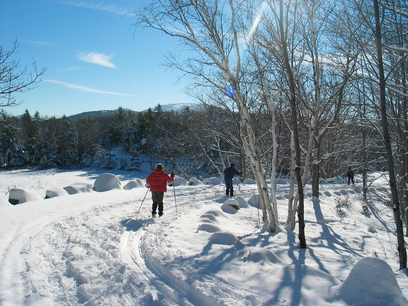 forest, tree, skiers, outdoors, snowcapped mountain, men, path, winter, Maine, clouds, people, woods, skiing, women, bare tree, person, snow, cross country