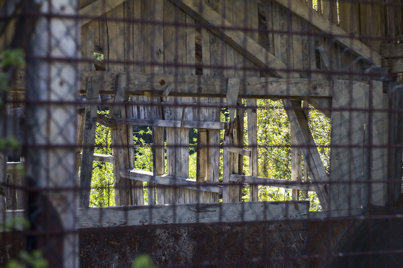 built structure, vertebrate, wood, tree, boundary, selective focus, iron, animal, window, outdoors, abandoned places, nature, wood - material, animal wildlife
