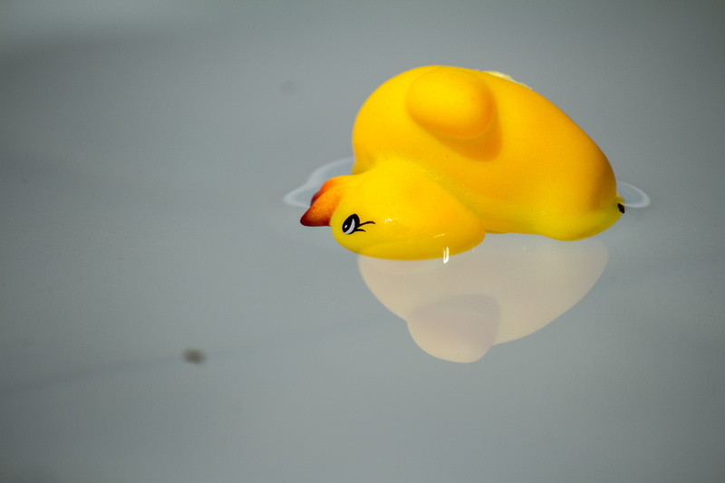 swimming, no people, sea, reflection, mood, floating, close-up, main-image, 5K, indoors, duck, quitscheente, waters, floating on water, animal themes
