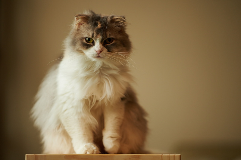 color Image, domestic Cat, hair, portrait, indoors, white, animal, mammal, one Animal, vertebrate, animal Hair, cat, look, fluffy, sitting, cute, pets