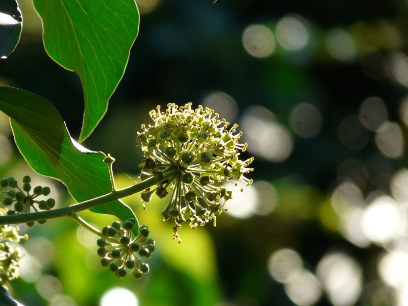 lens, out of focus, 2K, bokeh, flowering plant, no people, common ivy, outdoors, quality, pollen, aesthetics, flower head, focus on foreground, sunlight