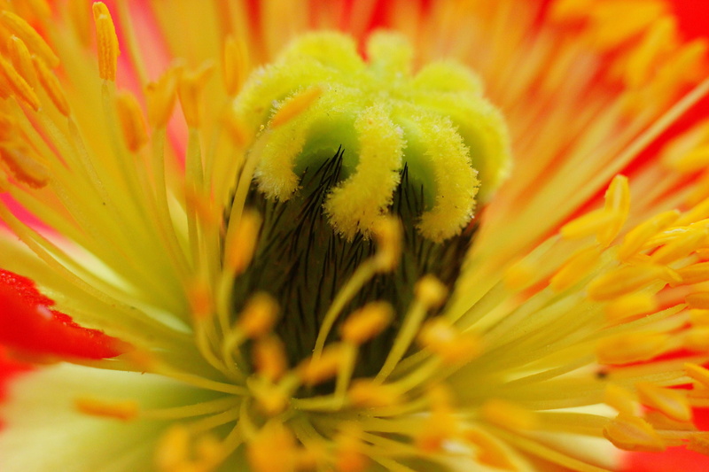 poppy, freshness, springtime, nature, growth, 5K, fragility, vulnerability, extreme close-up, floral pattern, flowering plant, softness, flowers, flower
