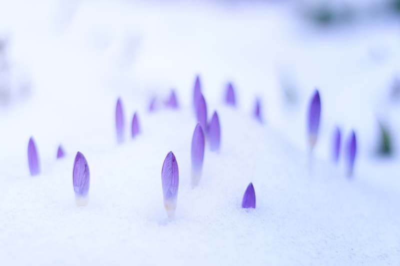 plant, beauty in nature, nature, focus on foreground, 4K, frühlingsanfang, freshness, early left awake, winter, close-up, decor, snow, flowering plant