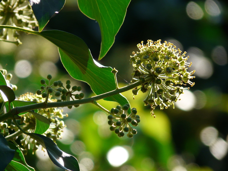 leaf, nature, term, 2K, plant, ivy, out of focus, blurry, beauty in nature, growth, flowering plant, sunlight, inflorescence, common ivy, freshness, photography
