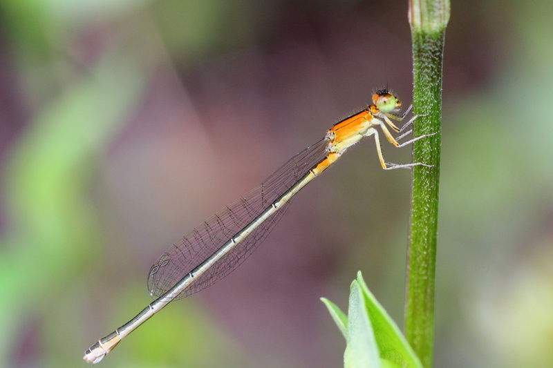 animal, tamron, dragonfly, Japan, 虫, damsel, nature, flower stem, 蜻蛉, 日本, macro, stick, bug, canon, Ischnura senegalensis, マクロ, damselfly, fly, flower