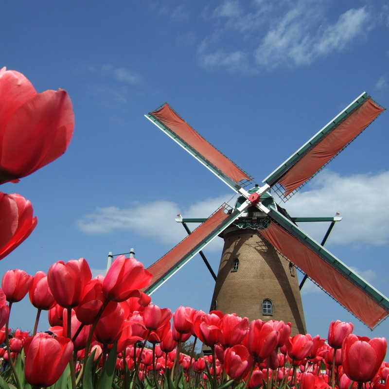japan, surrounded, tulip, petaled, 720P, photo, sakura, flowers, nature, sky, netherlands, chiba, m1, windmill, tulips, red