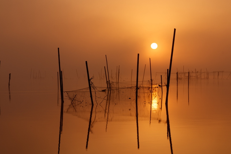 sakura  chiba, Inba, さくら  サクラ, black, lake, body, chiba-ken, nature, JP, sunset, 5K, silhouette, rods, japan, ちば, Sunrise, daybreak, body of water, reflection