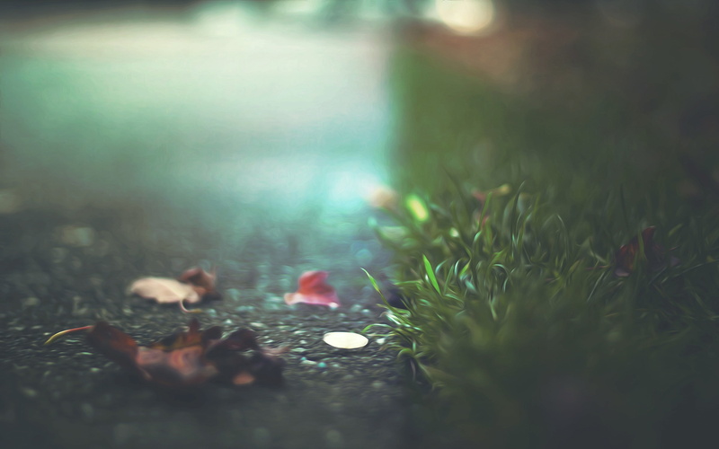 tranquility, falling, growth, sidewalks, surface level, concrete, selective focus, plant, grass, outdoors, green color, leaf, water, leaves, no people