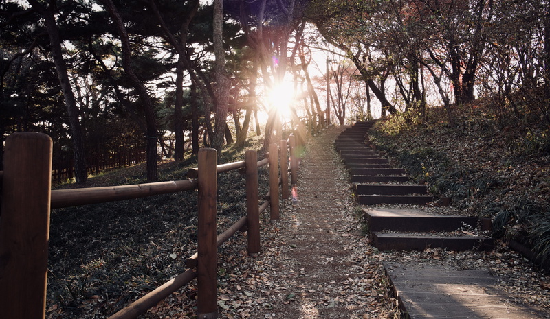 long, road, sun, tranquil scene, railing, south korea, the way forward, forest, trees, no people, yongsan-gu, sunbeam, lens flare, bright, sunlight, growth