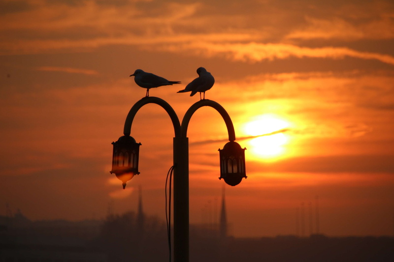 dark, perched, dramatic sky, lamppost, sun, sunset, evening, animals in the wild, light, lighting equipment, beauty in nature, dawn, 4K, seagull, cloud - sky