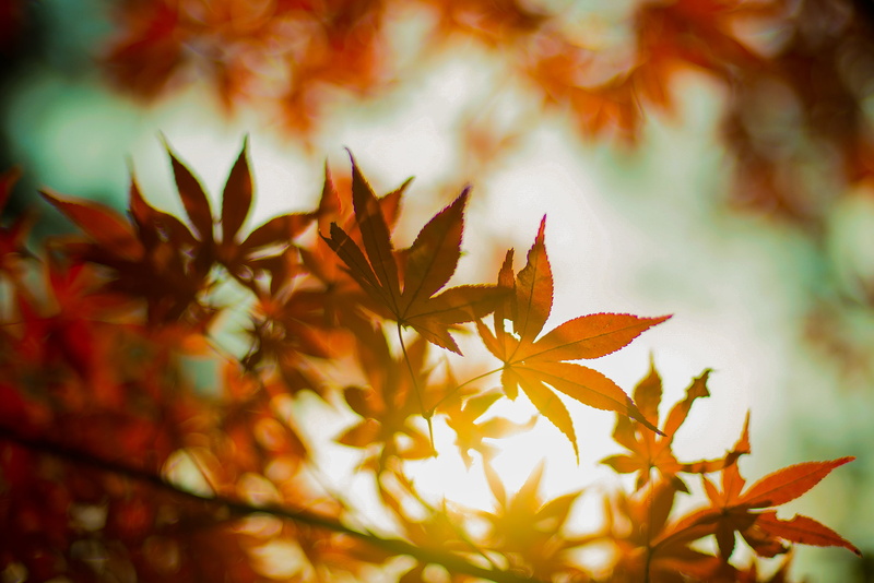 Korea, Namsan, tree, selective, leaf, autumn, Seoul, yellow, beauty In Nature, forest, photography, daytime, maple Tree, selective focus, plant, focus