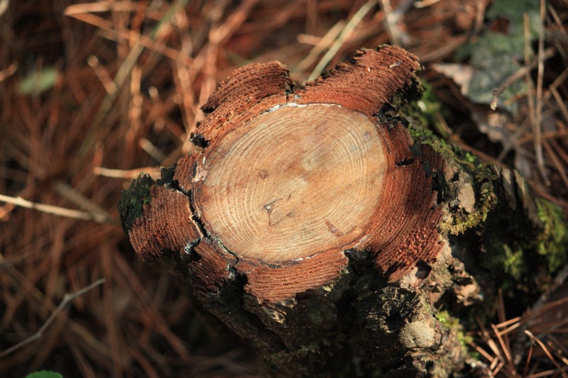 racing, lumber Industry, land, brown, deforestation, environmental issues, plant, stack, 2K, no people, tree Trunk, field, under the tree-dong, log, outdoors