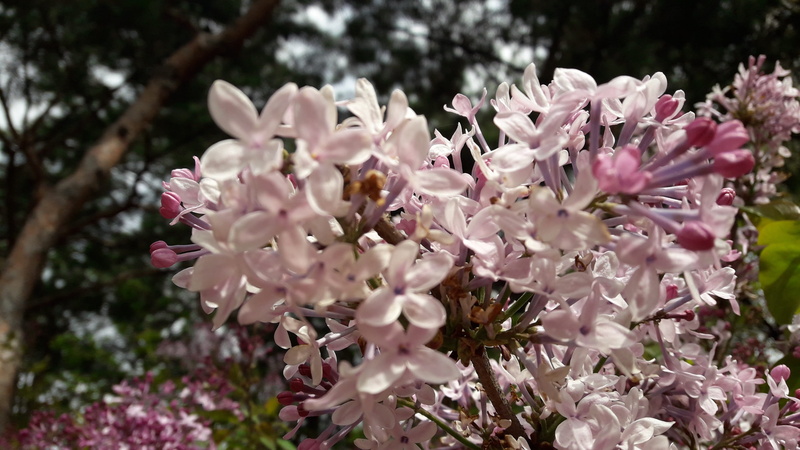lilac lilac, spring flowers, close-up, abstract, plant, blossom, flower tree, fragility, vulnerability, life, nature, white flower, 2K, petal, flower head