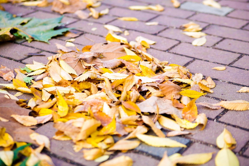 street, large group of objects, october, footpath, maple leaf, autumn, yellow, plant part, orange Color, no people, high angle view, abundance, namsan