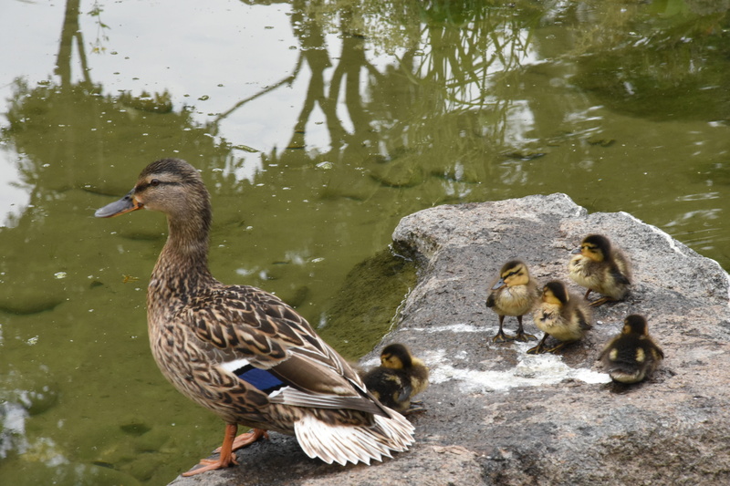 animal wildlife, nature, family, day, duck, water, lake, Family, beak, outdoors, animal family, park, no people, vertebrate, mallard Duck, young bird, bird