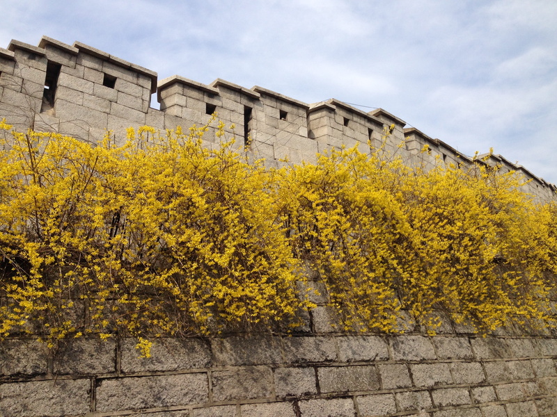 yellow, no people, building exterior, wall, 2K, autumn, sungkyunkwan university next way, stone wall, nature, outdoors, the past, change, cloud - sky