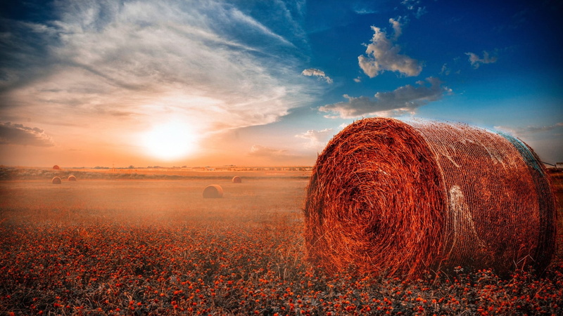 haystacks, sunset, nature, beauty in nature, agriculture, sun, tranquility, farm, brown, landscape, rural scene, field, plant, scenics - nature, land, environment